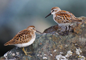 Calidris minutilla